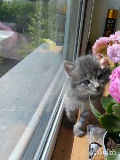 Котенок мальчик серый пушистый домашний
