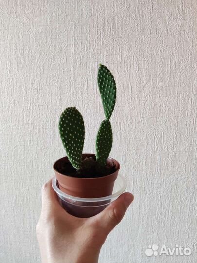 Кактус опунция и традесканция