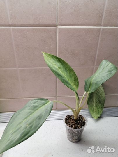 Комнатные растения