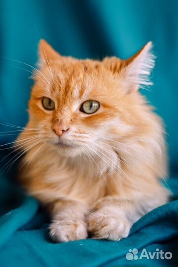 Грациозная, пушистая, рыжая, красивая кошка в дар