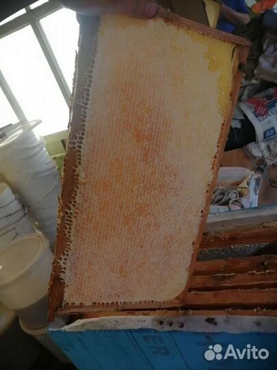 Мед с черноклена