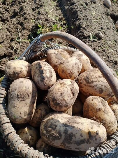 Картофель домашний