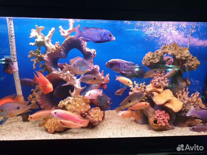 Аквариумные рыбки