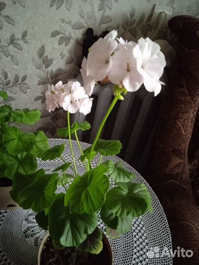 Комнатные растения цветы