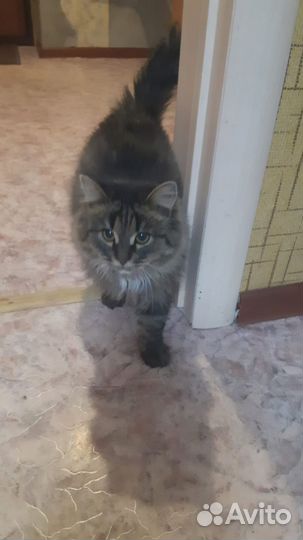 Кот сибирской кошки