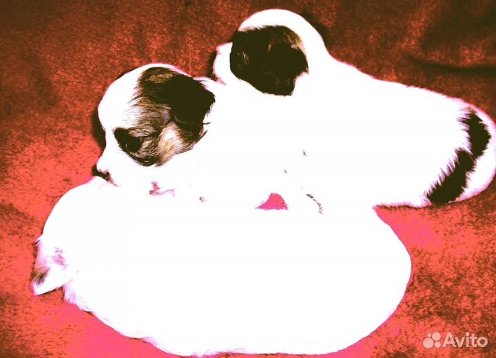 Щенок папийона девочка