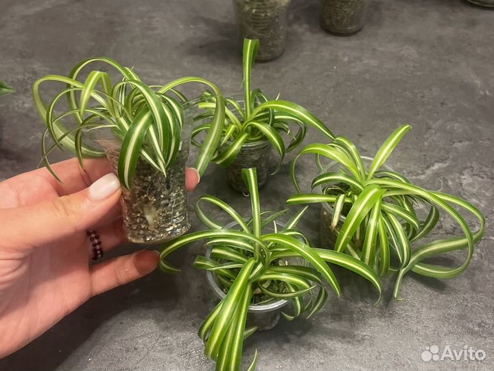 Хойя керри бегония традесканция хлорофитум шефлера