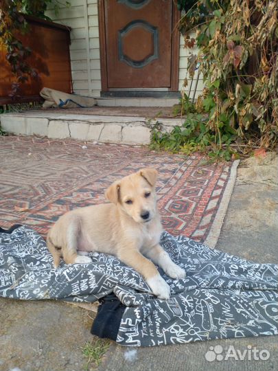 Милый щенок