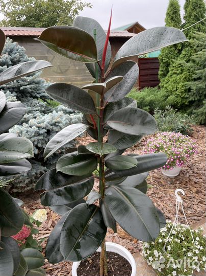 Фикус абиджан