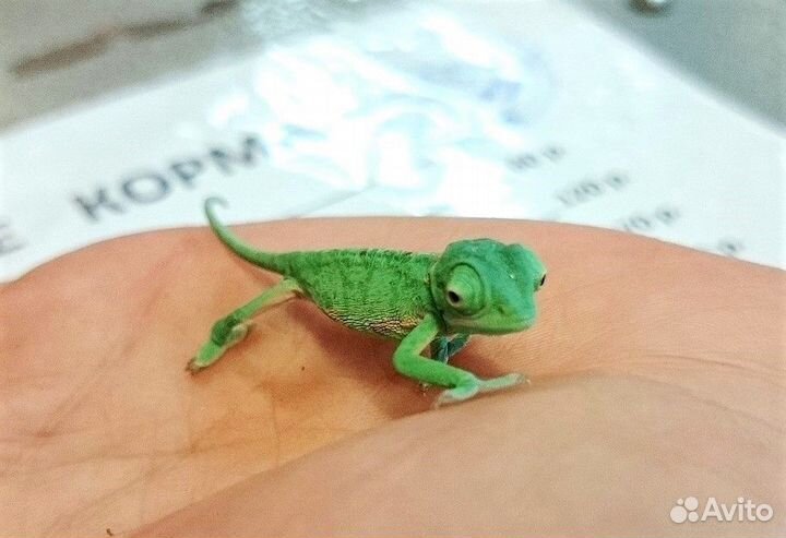 Хамелеоны Йеменские самцы и самки