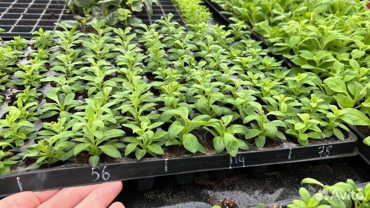 Черенки вегетативных растений