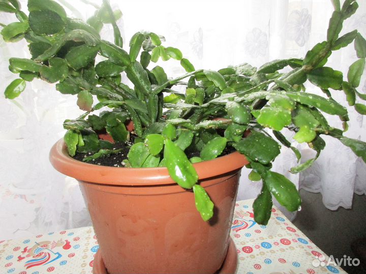 Продам цветок Декабрист Шлюмбергера /зигокактус