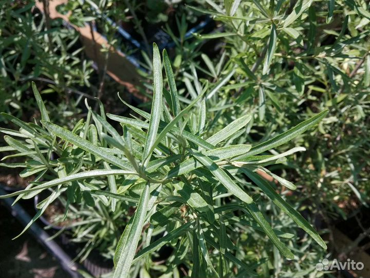 Саженцы облепихи