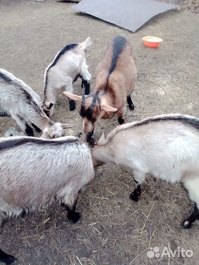 Козлята дойных коз