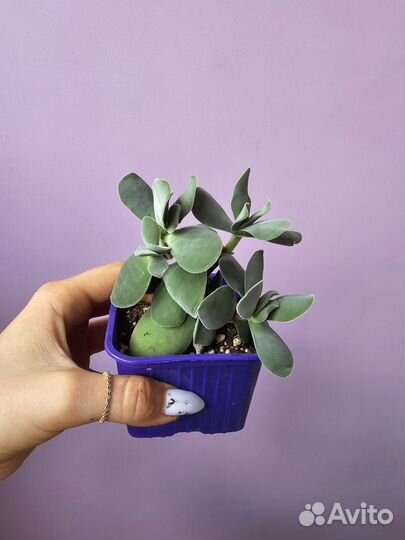 Хавортия, эхеверия, пеперомия, 