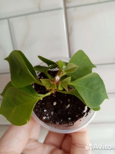 Бугенвилия Pixie Queen