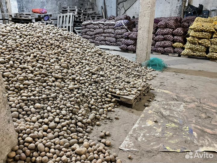 Картофель крупный оптом и в розницу