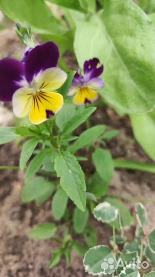 Маргаритки, фиалка садовая