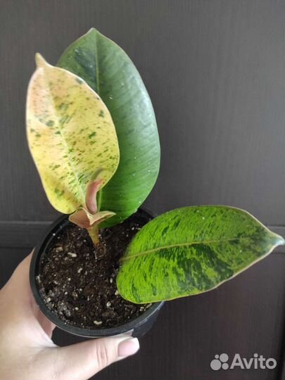 Цветы:Фикусы, Бегония, Пеперомия, Традесканция