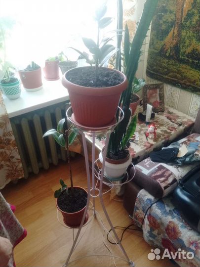 Комнатные цветы