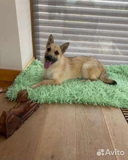 Терьер коротколапик