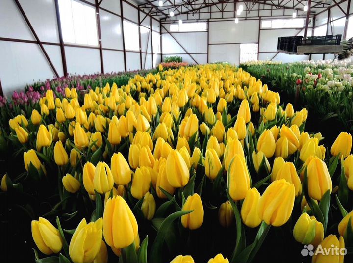 Тюльпаны оптом в наличии