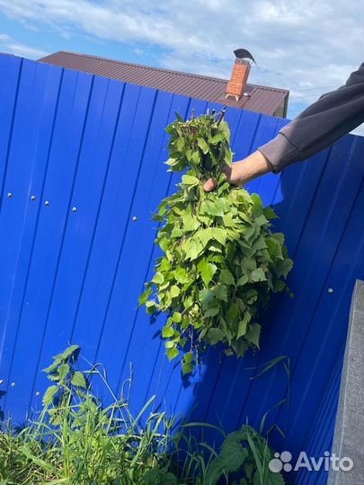 Березовые веники продам