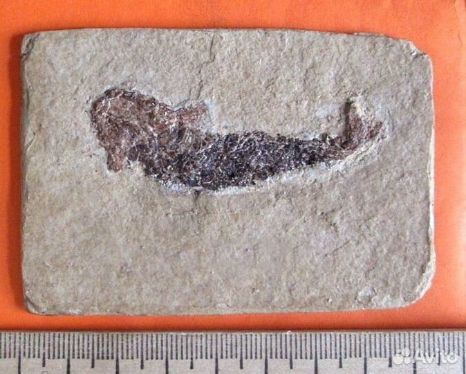 Ископаемая рыба. Отпечаток. Девонский период