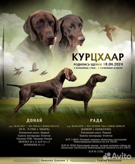 Щенки курцхаара