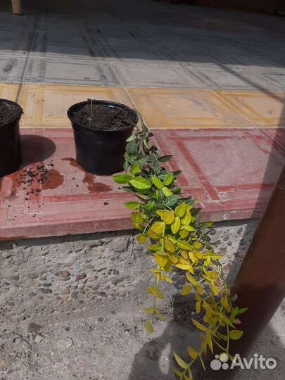 Бересклет форчуна