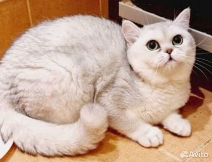 Серебристая шиншилла