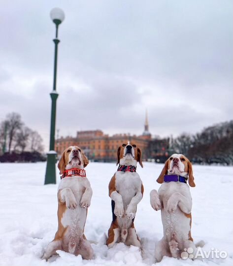 Собака для фотосессии. Бигль
