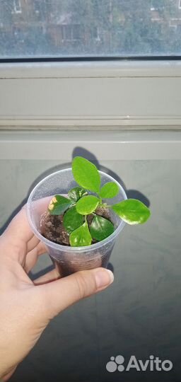 Мурайя метельчатая