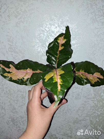 Граптофиллум расписной