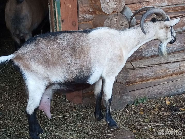 Альпийское стадо коз