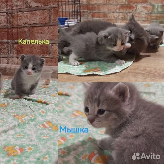 Котята в добрые руки