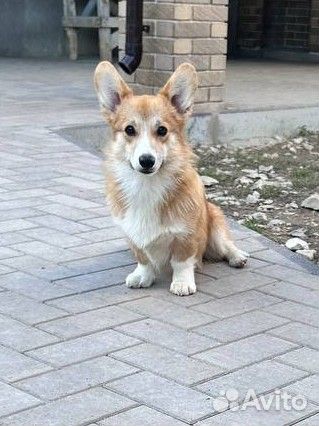Вельш-корги пемброк девочка