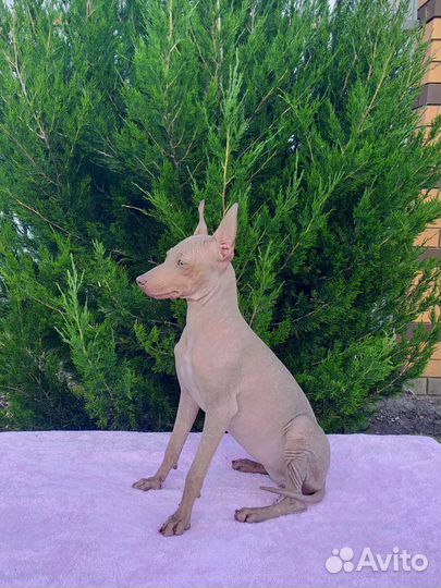 Щенки Американский голый терьер