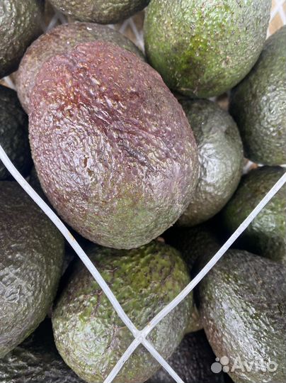 Авокадо хас