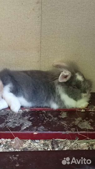 Крольчата карликовые вислоухие