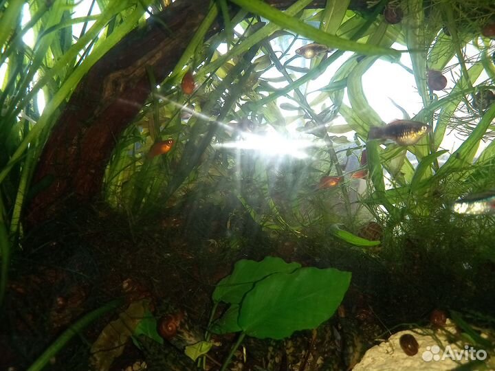 Улитки, растения и рыбы для аквариума