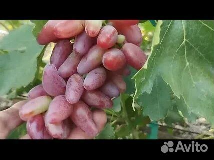 Виноград Джокер. Чубуки