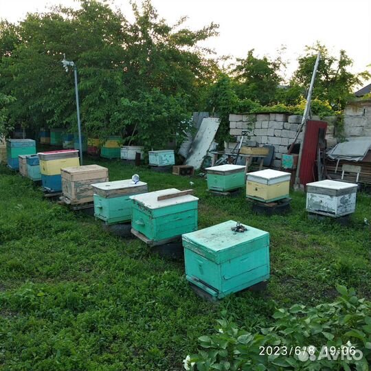 Улей с пчелами