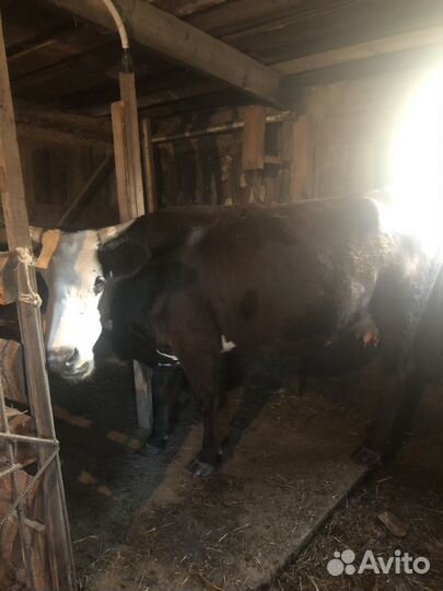 Корова дойная