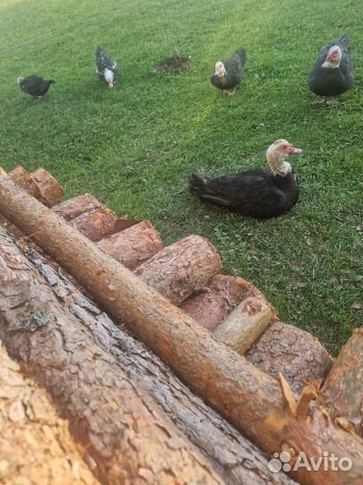 Мускусные утки