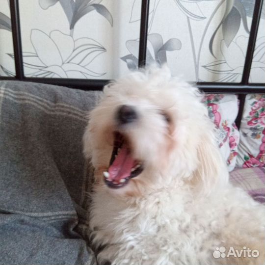 Шикарный парень