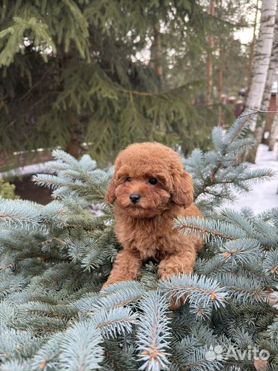 Той-пудель мини девочка редбраун РКФ