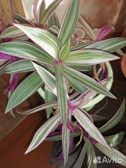 Комнатные цветы