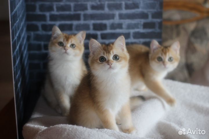 Котята ny12 4 mes