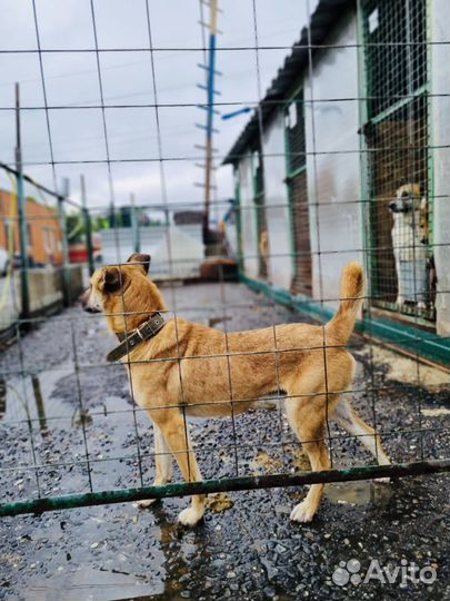 Собака грустит в приюте